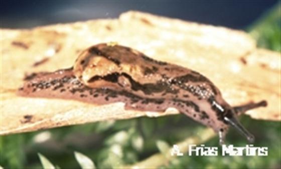 Azorivitrina brevispira (Morelet, 1860)